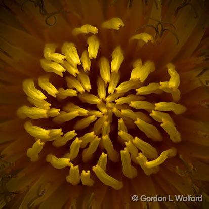 Heart Of A Dandelion_48236-7.jpg - Photographed near Ottawa, Ontario - the Capital of Canada.